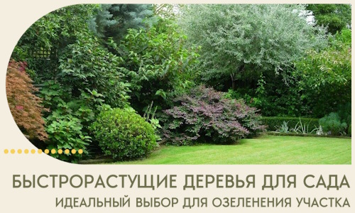 Быстрорастущие деревья для сада идеальный выбор в Иркутске