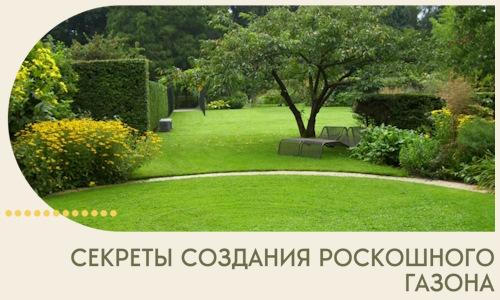 Секреты создания роскошного газона в Иркутске